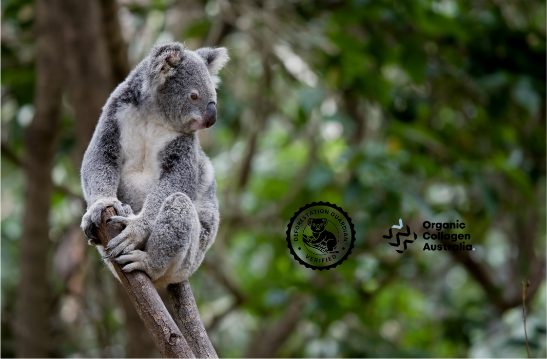 Meet Our Deforestation Guardian: How Organic Collagen Australia Supports Sustainable Farming and Promotes Environmental Protection